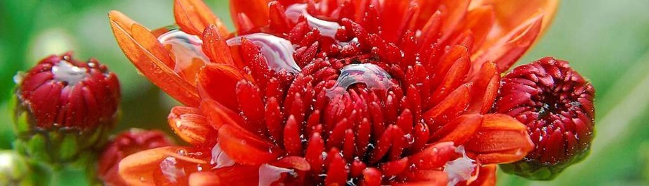 Die Chrysanthema in Lahr Die Chrysanthema in Lahr