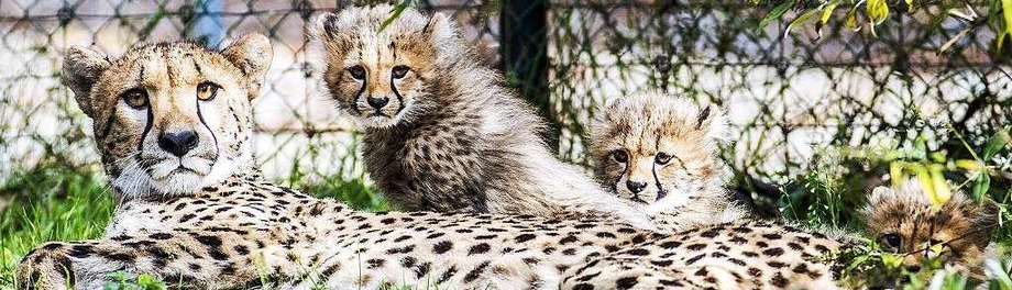 Zoo und Tiergehege Zoo und Tiergehege