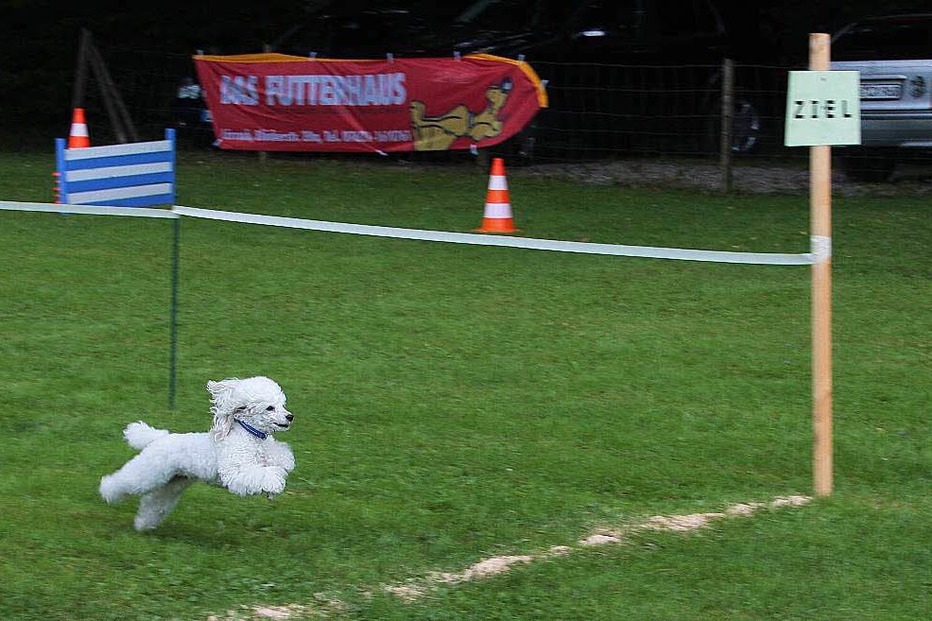 Hundesportplatz Pudel-Club Fahrnau - Schopfheim Hundesportplatz Pudel-Club Fahrnau - Schopfheim