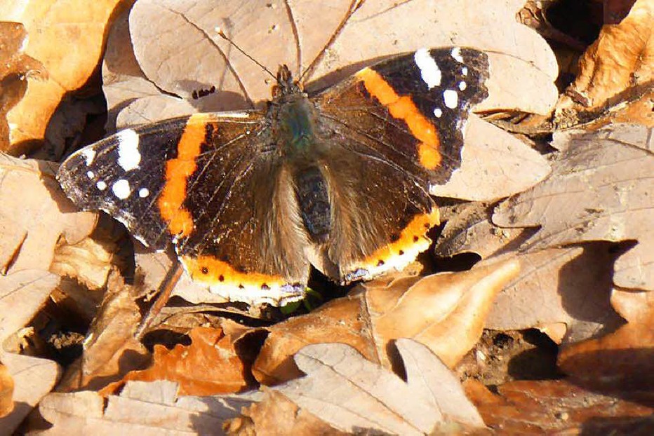 Beste Spielothek in Heidenau finden Beste Spielothek in Heidenau finden
