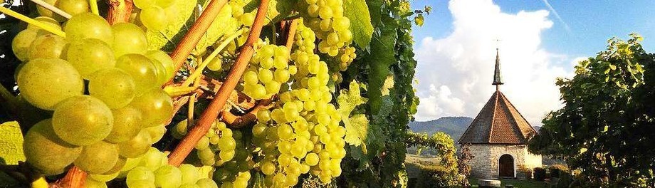 Weingüter und Winzerhöfe Weingüter und Winzerhöfe