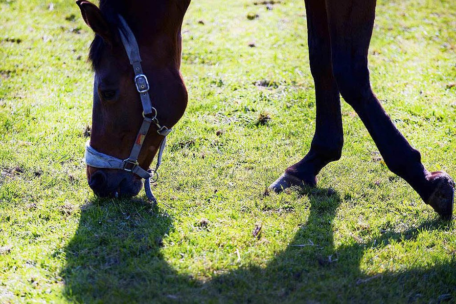 Ponyclub Offenburg (Hildboldsweier) - Offenburg Ponyclub Offenburg (Hildboldsweier) - Offenburg