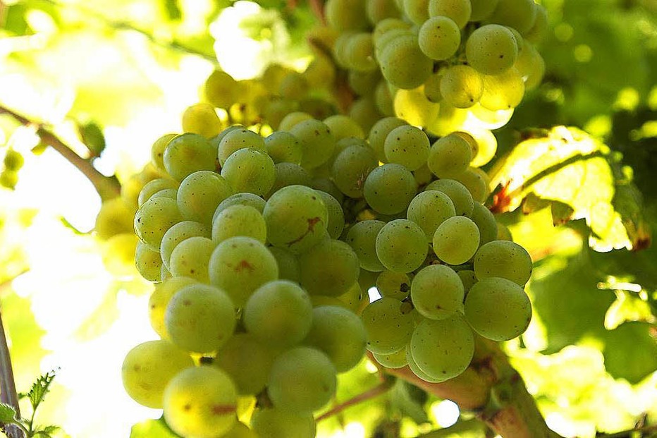 Weingut Bader (Opfingen) - Freiburg Weingut Bader (Opfingen) - Freiburg