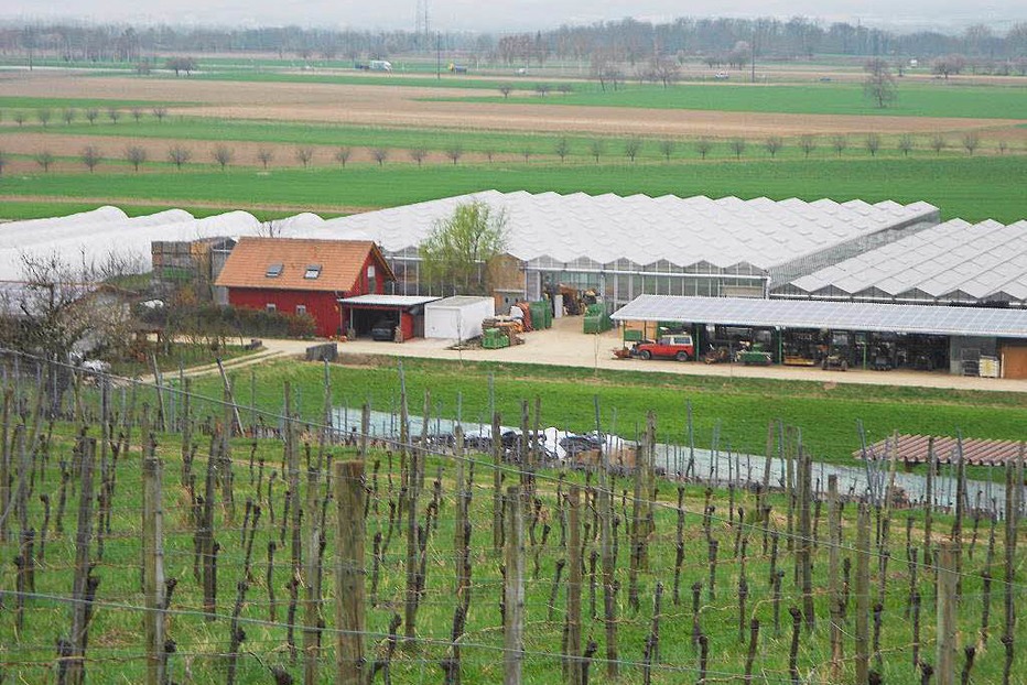 Gärtnerei Hoch-Reinhard - Fischingen Gärtnerei Hoch-Reinhard - Fischingen