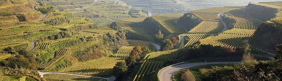 Junge Winzer am Kaiserstuhl Junge Winzer am Kaiserstuhl