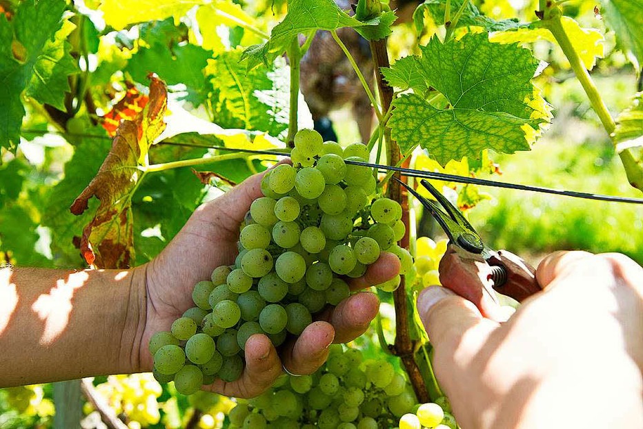 Weingut und Winzerhof Boos - Bahlingen Weingut und Winzerhof Boos - Bahlingen