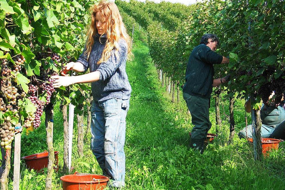 Weingut Brenneisen - Efringen-Kirchen Weingut Brenneisen - Efringen-Kirchen