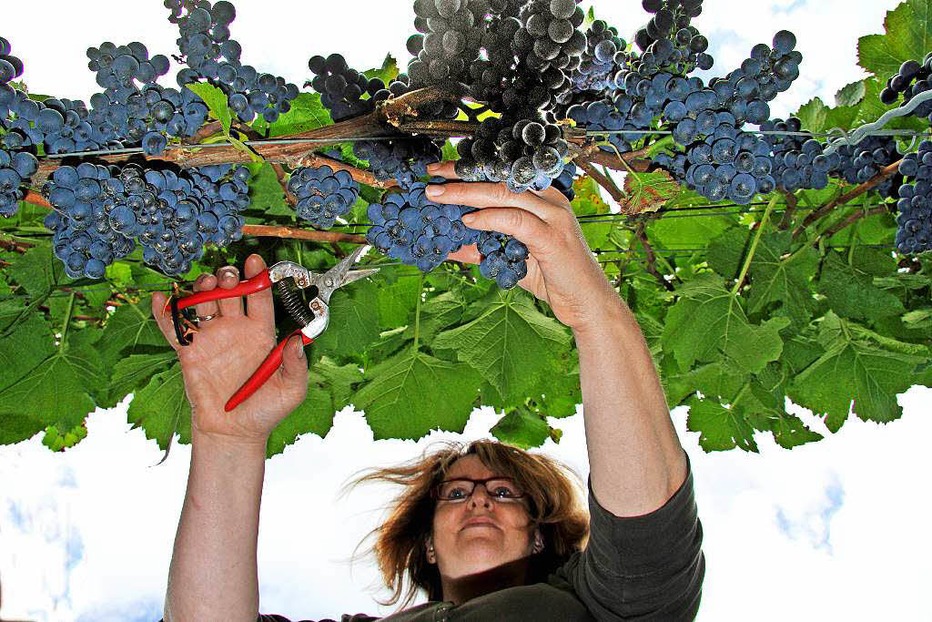 Weingut Bercher (Burkheimer Schlossgarten) - Vogtsburg Weingut Bercher (Burkheimer Schlossgarten) - Vogtsburg