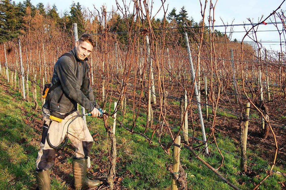 Weingut Hechinger (Buchholz) - Waldkirch Weingut Hechinger (Buchholz) - Waldkirch