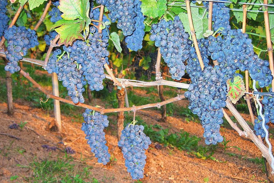 Weinlehrpfad Buchholz - Waldkirch Weinlehrpfad Buchholz - Waldkirch