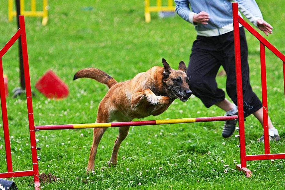 Verein für Deutsche Schäferhunde (Blansingen) - Efringen-Kirchen Verein für Deutsche Schäferhunde (Blansingen) - Efringen-Kirchen