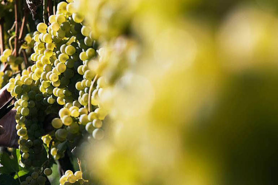 Bio-Weingut Gallushof (Heimbach) - Teningen Bio-Weingut Gallushof (Heimbach) - Teningen