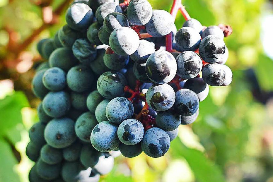 Weingut Rinklin - Eichstetten Weingut Rinklin - Eichstetten