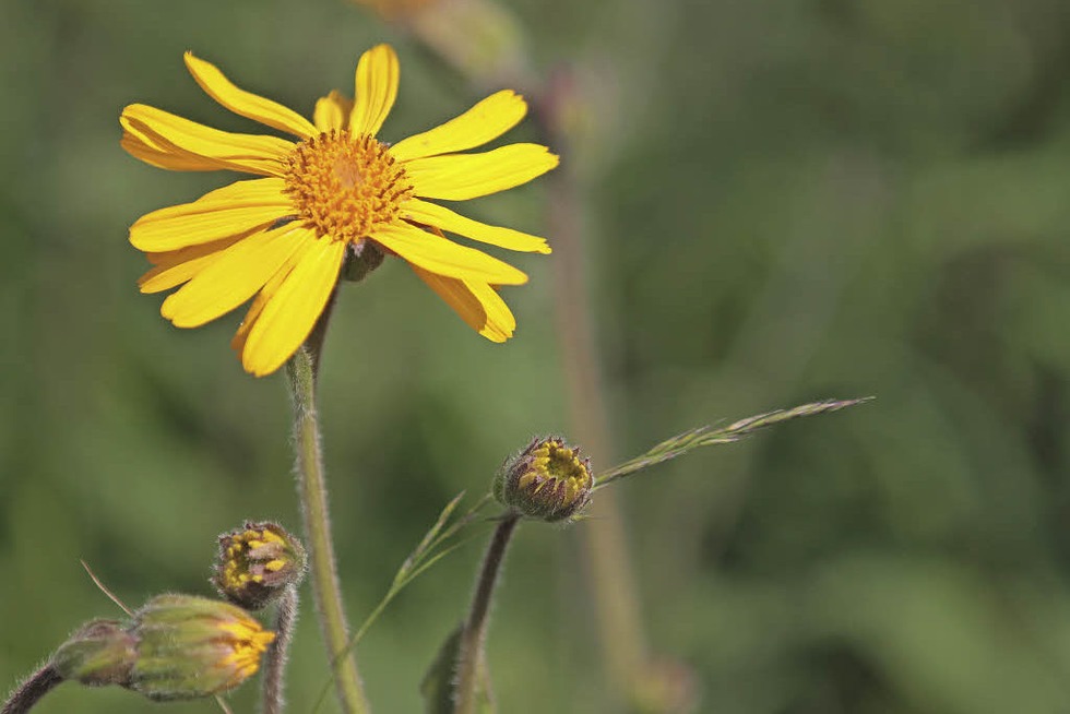 Kräuterwanderung in den Wiesen von Ibach: "Natürliche Hausapotheke
