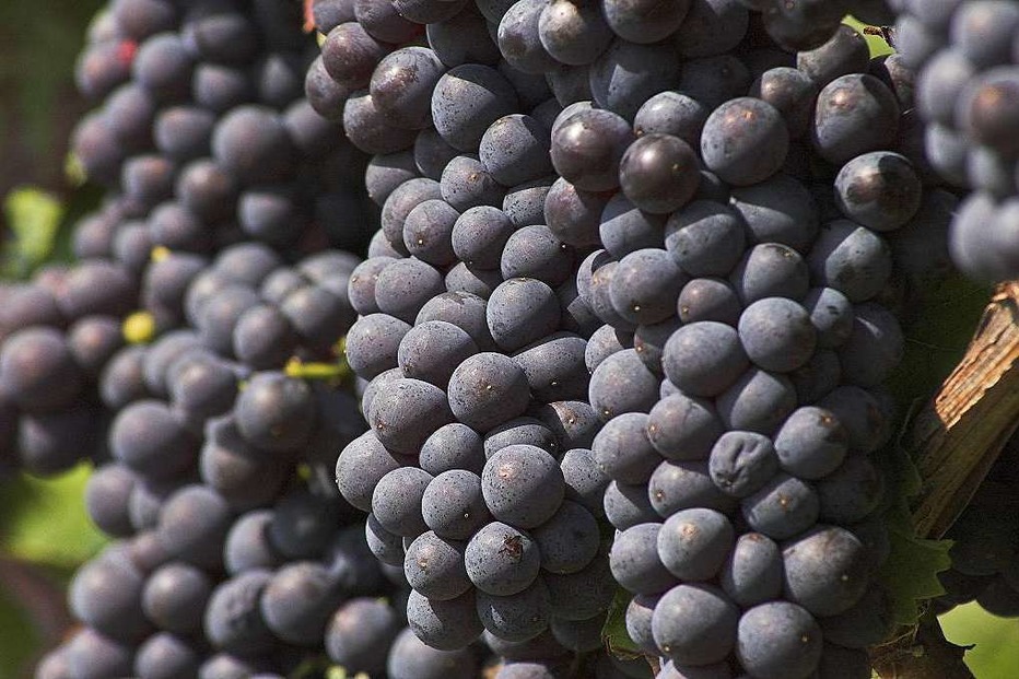 Weingut Joachim Jäger - Ettenheim Weingut Joachim Jäger - Ettenheim