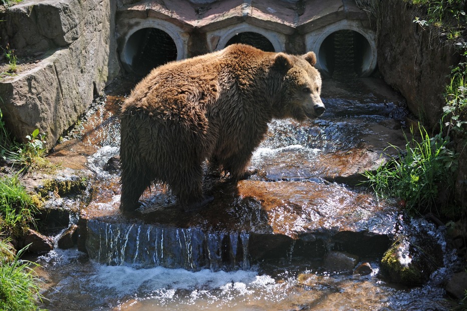 Wolf- und Bärenpark Schwarzwald - Schapbach Wolf- und Bärenpark Schwarzwald - Schapbach