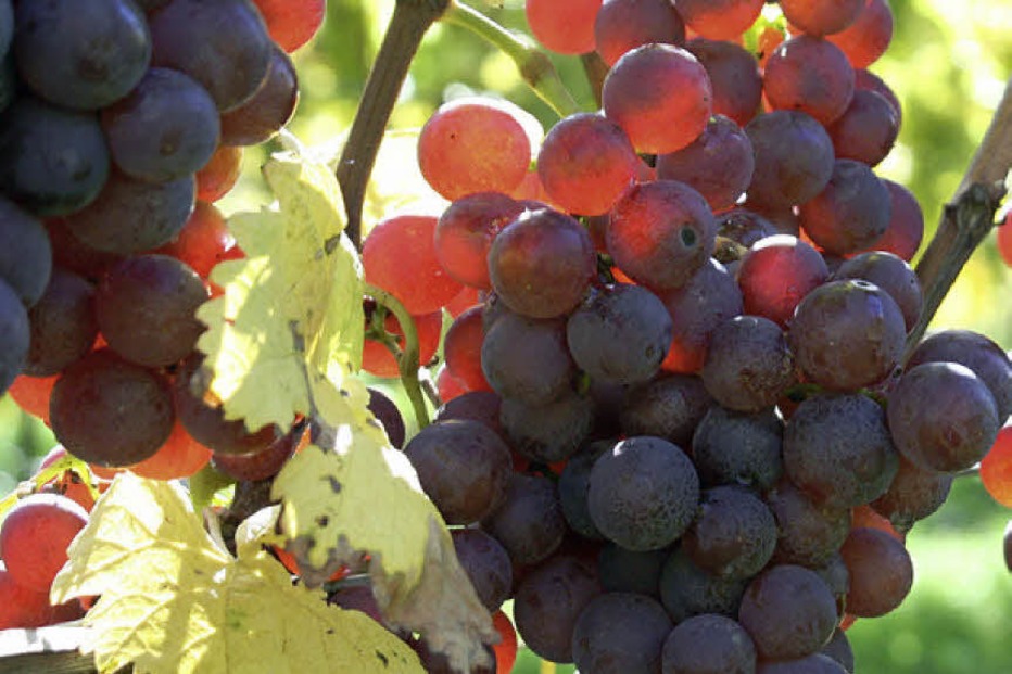 Weingut Huck-Wagner - Efringen-Kirchen Weingut Huck-Wagner - Efringen-Kirchen