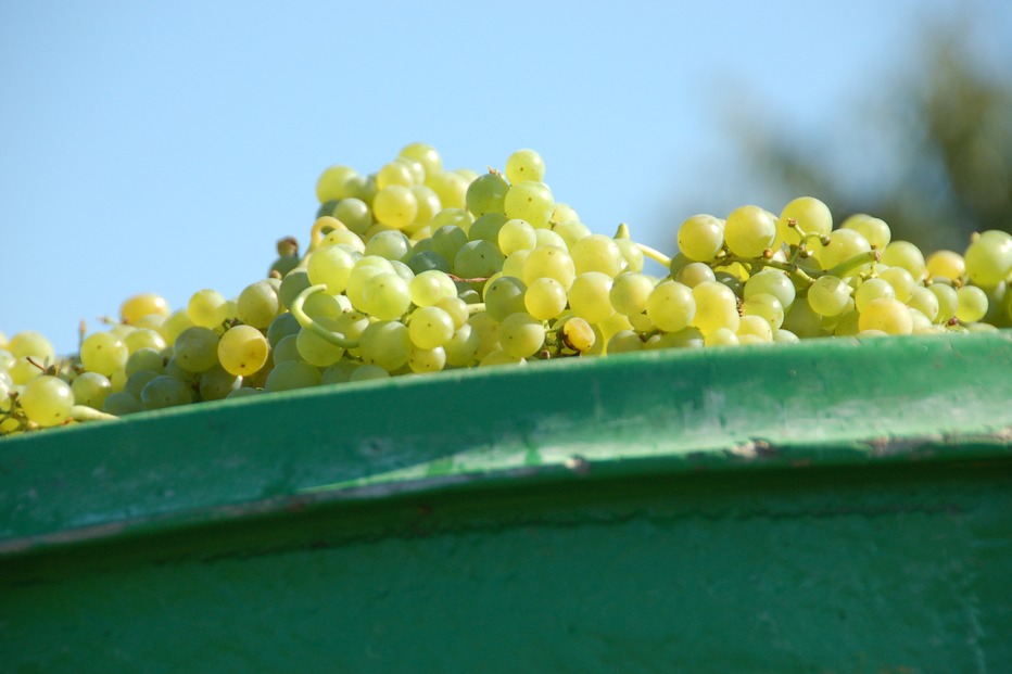 Weingut Weber-Link - Ringsheim Weingut Weber-Link - Ringsheim