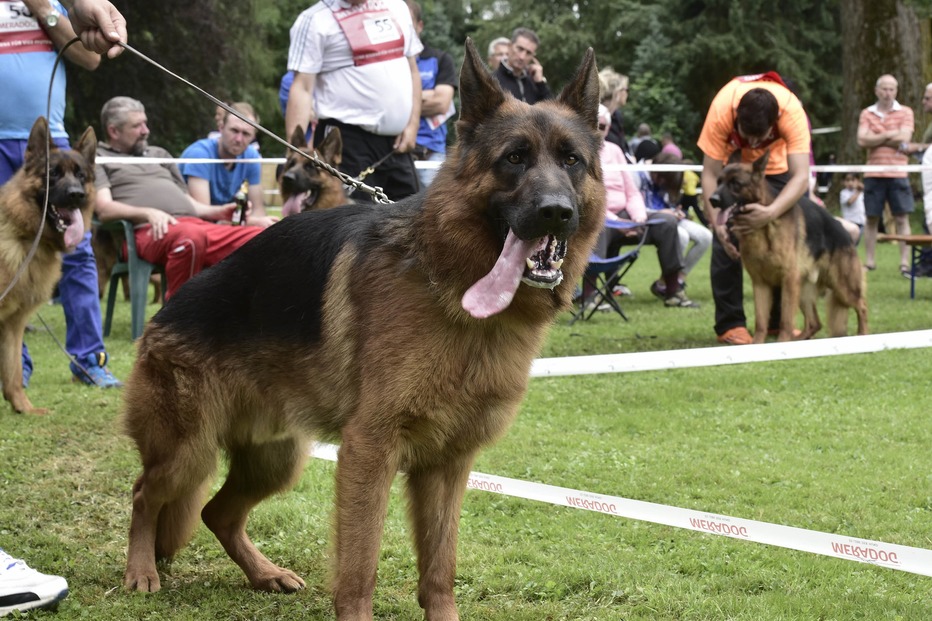 Schäferhundeverein Freiburg-West (Rieselfeld) - Freiburg Schäferhundeverein Freiburg-West (Rieselfeld) - Freiburg