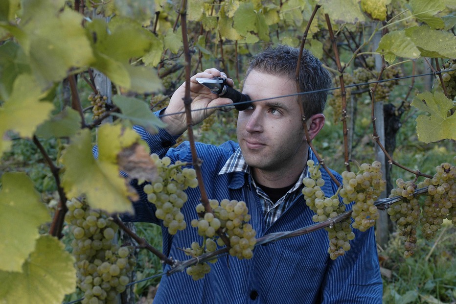 Weingut Hercher (Waltershofen) - Freiburg Weingut Hercher (Waltershofen) - Freiburg