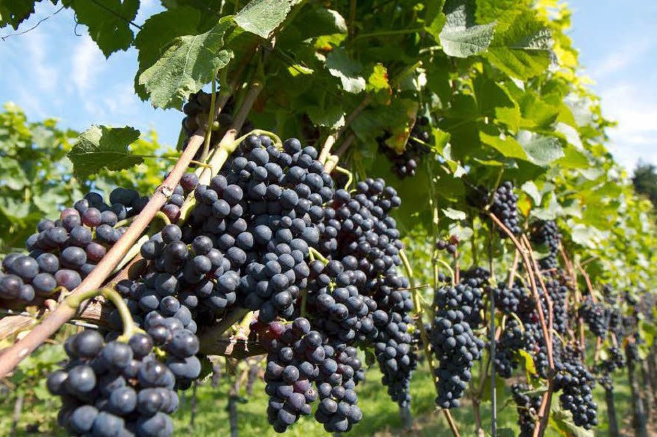 Weingut Rebschneckle - Ihringen Weingut Rebschneckle - Ihringen