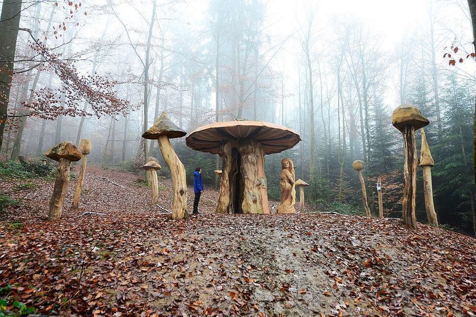 Mycelium Pilzlehrpfad - Freiburg Mycelium Pilzlehrpfad - Freiburg