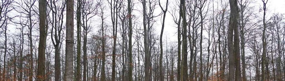 Streit um den Müllheimer Eichwald Streit um den Müllheimer Eichwald