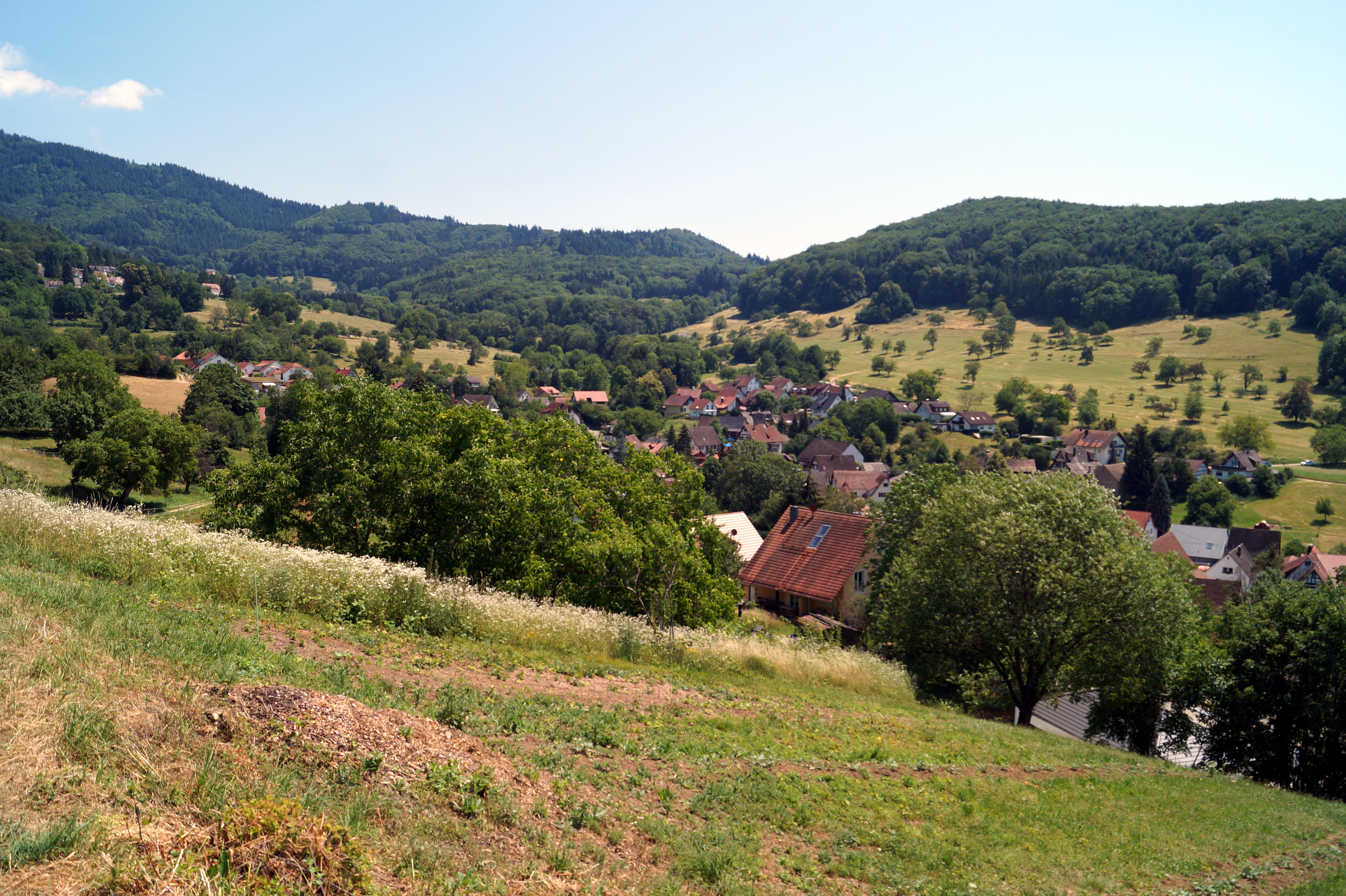 Grüner Baum Freiburg Im Breisgau