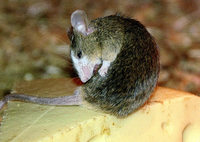Anton, die kleine Maus