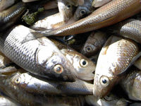 Fischsterben bleibt rtselhaft: Wie kam das Nitrit in die Brigach?
