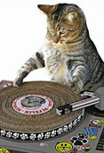 Endlich: Der Plattenspieler fr Katzen ist da!