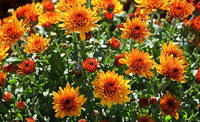 Chrysanthema in Lahr: Wer Liebe st