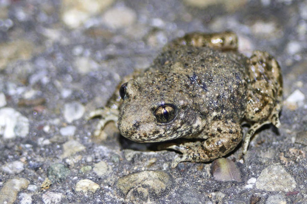 Biotop f�r Geburtshelferkr�te - Badische Zeitung TICKET