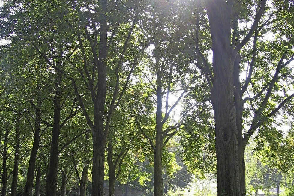 Stadtführungen auf dem Hörnli-Friedhof in Riehen - Badische Zeitung TICKET