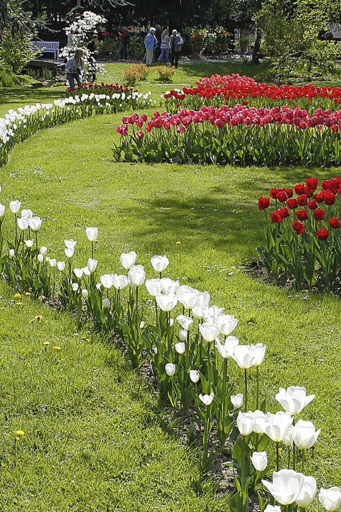 Tulpenfest im Lahrer Stadtpark - Badische Zeitung TICKET