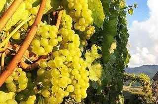 Weing�ter und Winzerh�fe