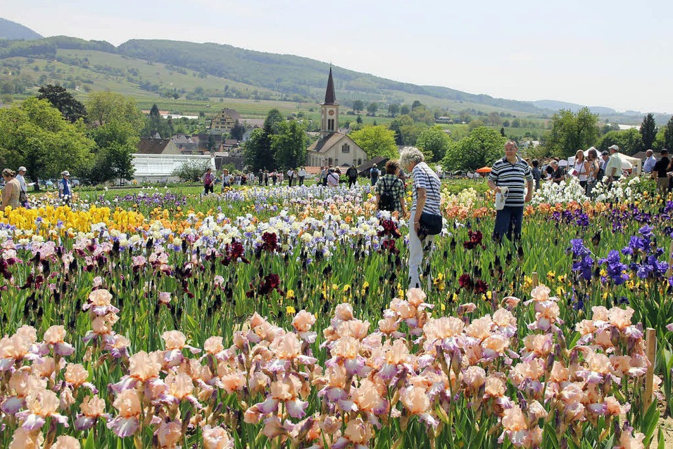 Iris und Pfingsrosen in Laufen - Badische Zeitung TICKET