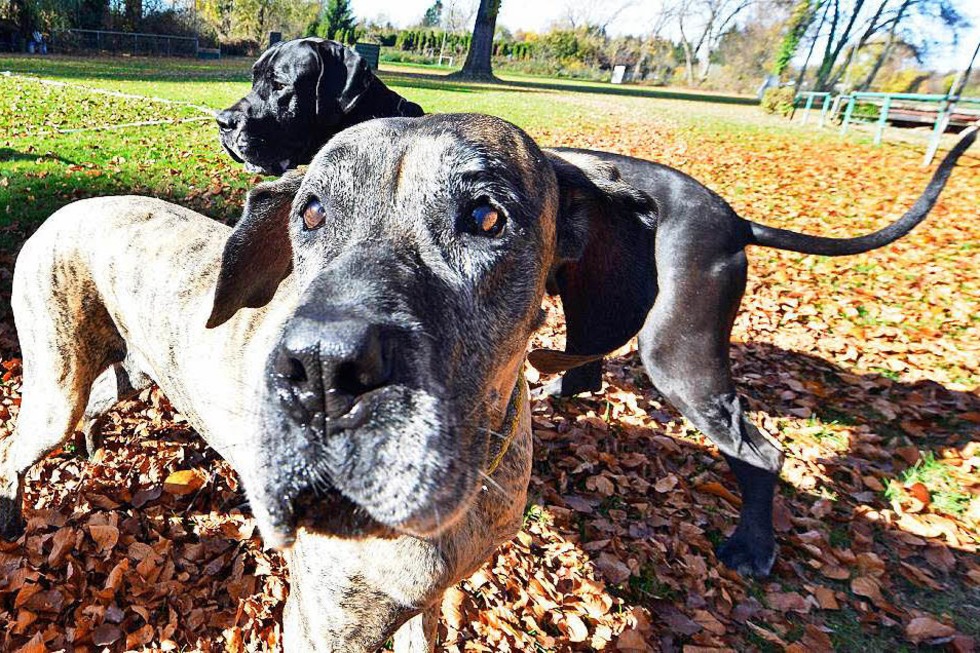 Deutscher Doggen-Club - Freiburg
