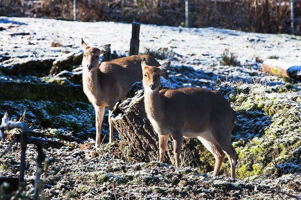 Schwarzwaldzoo erffnet am 27. Februar die neue Saison - Badische Zeitung TICKET