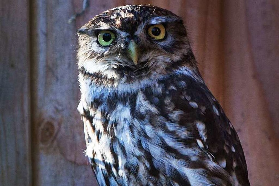 Schwarzwaldzoo erffnet am 27. Februar die neue Saison - Badische Zeitung TICKET