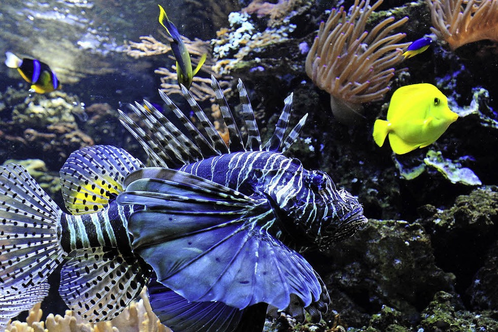 Die Aquarienfreunde laden zur "Faszination Wasserwelt" auf den Mundenhof ein - Badische Zeitung TICKET