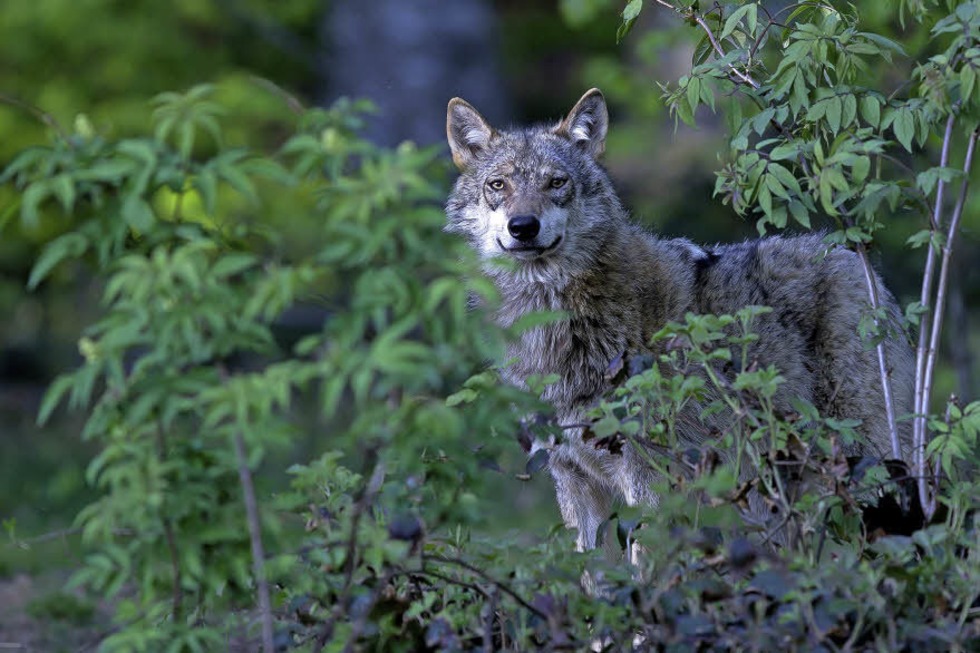 Im Waldhaus dreht ich bei einem Aktionstag alles um den Wolf - Badische Zeitung TICKET