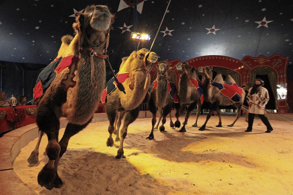 Der Circus Montana gastiert vom 15. bis 24. April auf der Messe in Freiburg - Badische Zeitung TICKET