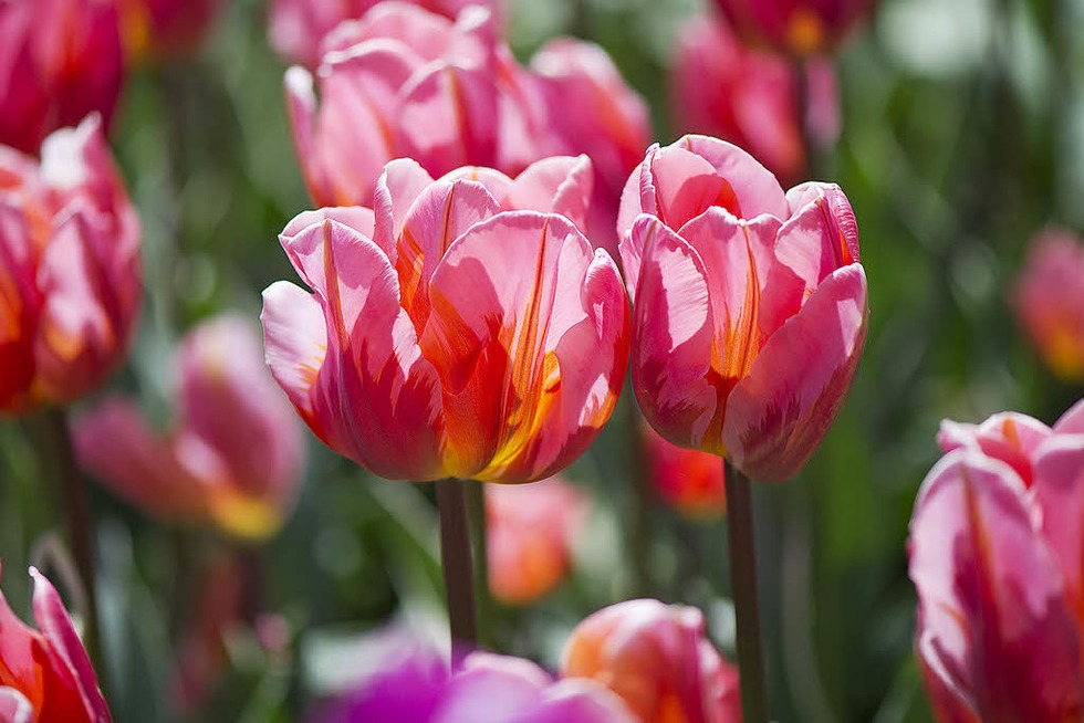 Lahr: Tulpenfest im Stadtpark - Badische Zeitung TICKET