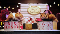 So feiern zwei Hamster den Valentinstag