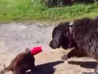 Video: Wie dieser Hund eine kleine Katze rettet