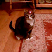 Video: Katze jagt Laserpointer