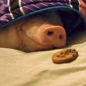 Video: Keksgeruch weckt ein schlafendes Schwein auf