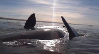 Video: Kajakfahrer stranden auf dem Rcken eines Wals