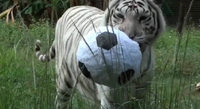Video: Wenn Tiger und Lwe Fuball spielen